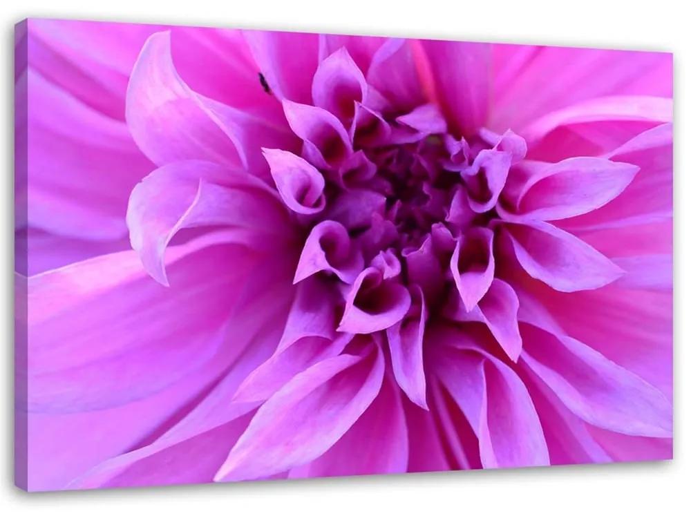 Obraz na plátně Růžové květy Rostliny Příroda - 100x70 cm
