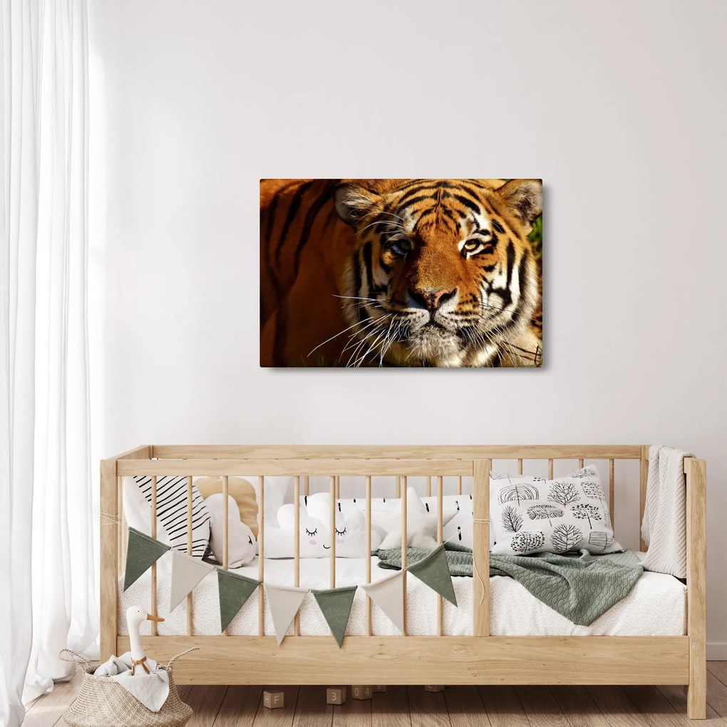 Obraz tigra (90x60 cm)