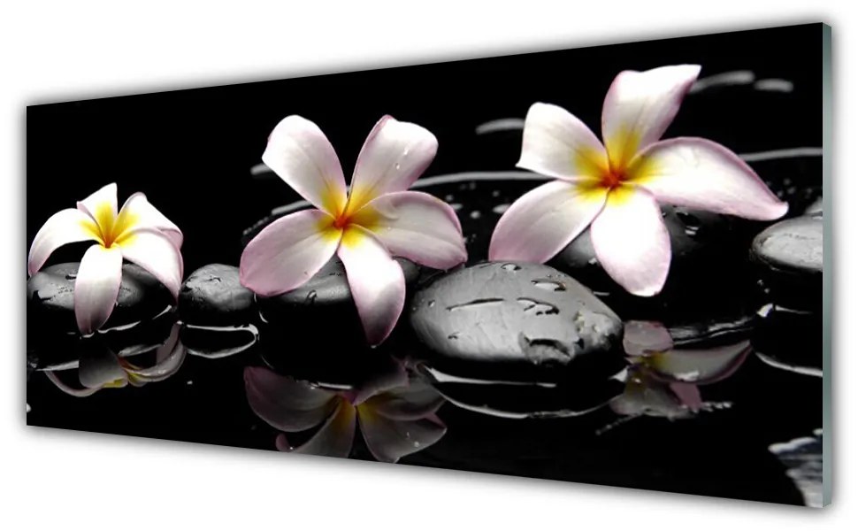 Obraz na akrylátovom skle Kvet kamene rastlina 125x50 cm