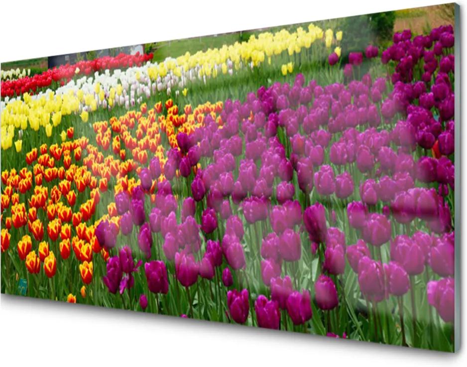 Obraz na akrylátovom skle Sklenený Tulipány Kvety