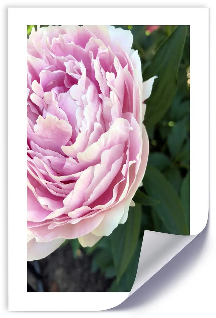 Gario Plagát Pekná ružová pivonka Farba rámu: Bez rámu, Rozmery: 40 x 60 cm