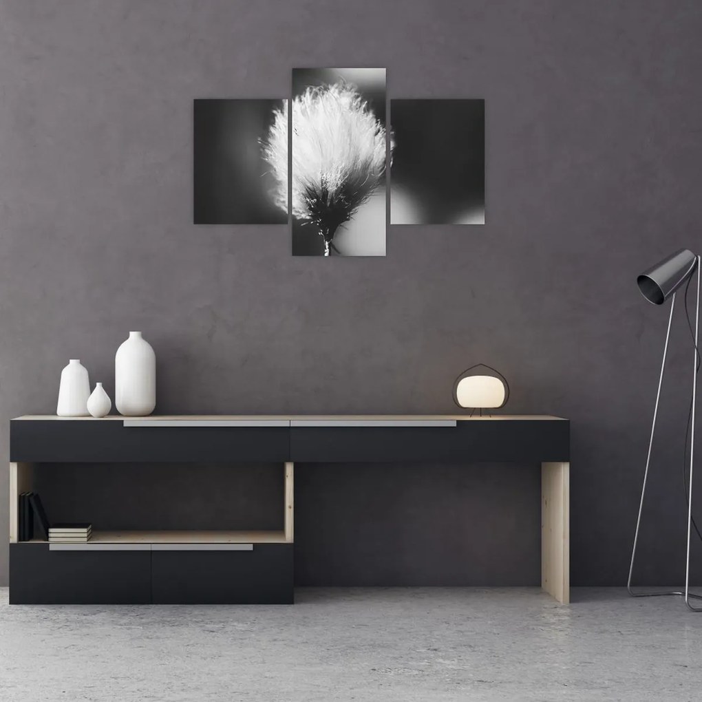 Obraz - Čiernobiely cottongrass (90x60 cm)