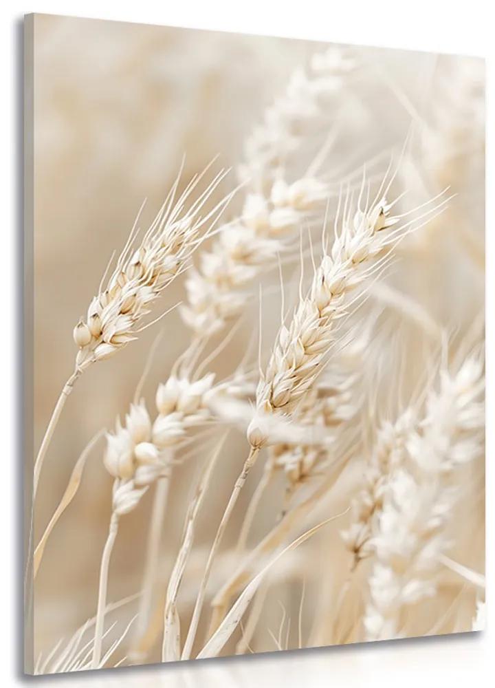 Obraz steblá pšenice