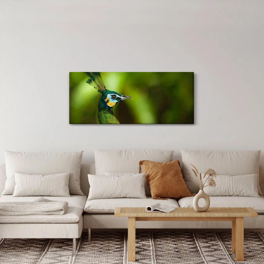Obraz páva (120x50 cm)