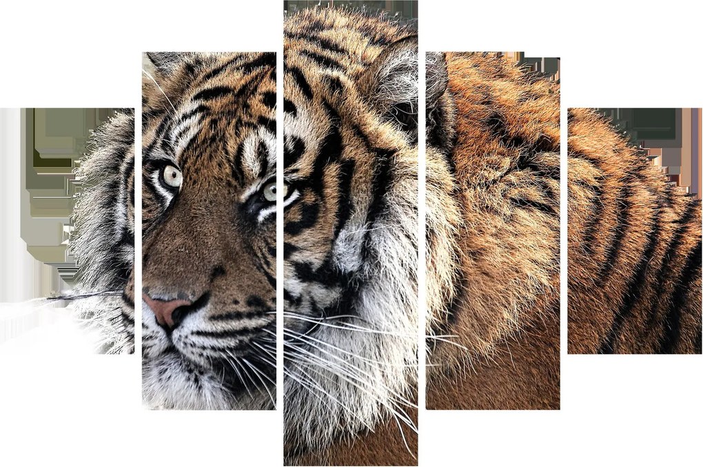 Obraz tigra (150x105 cm)