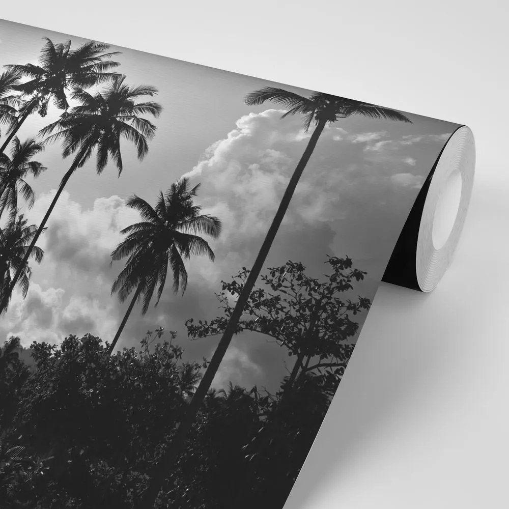 Samolepiaca tapeta kokosové palmy na pláži v čiernobielom - 225x150