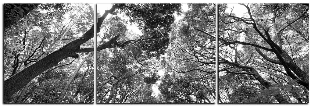 Obraz na plátne - Zelené stromy v lese - panoráma 5194QC (120x40 cm)