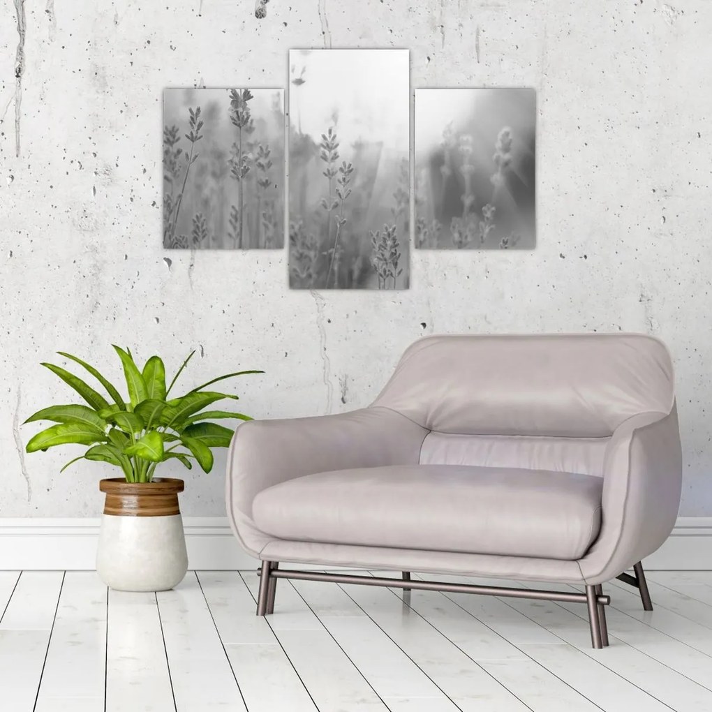Obraz - Levanduľa (90x60 cm)