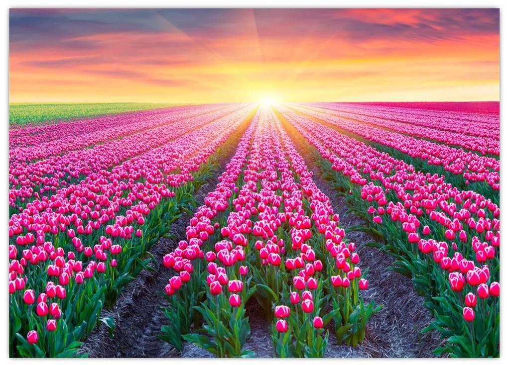 Sklenený obraz poľa tulipánov so slnkom (70x50 cm)