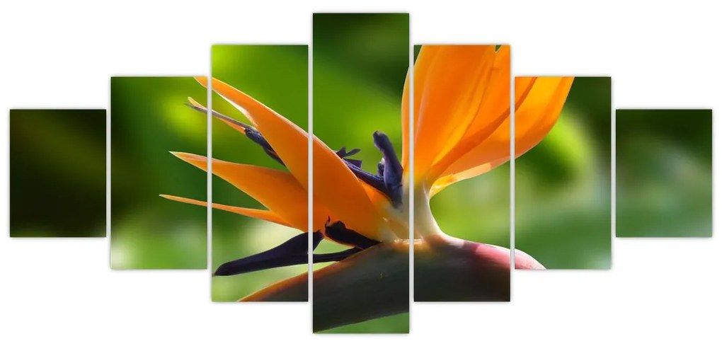 Detail kvetu - obraz