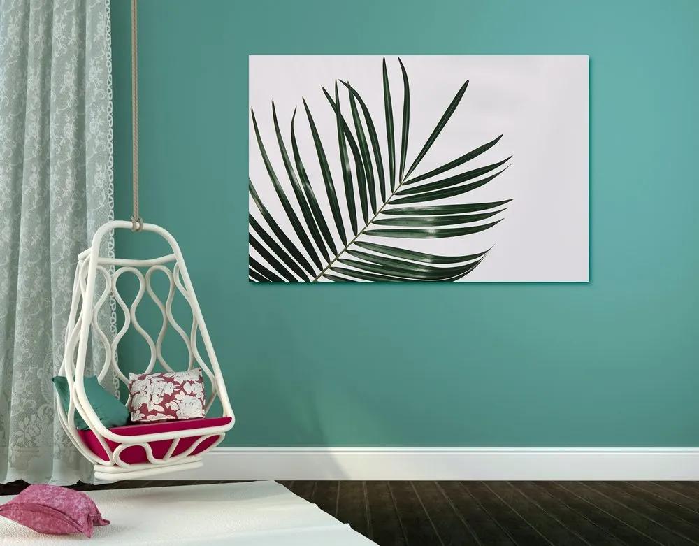Obraz minimalistický list palmy