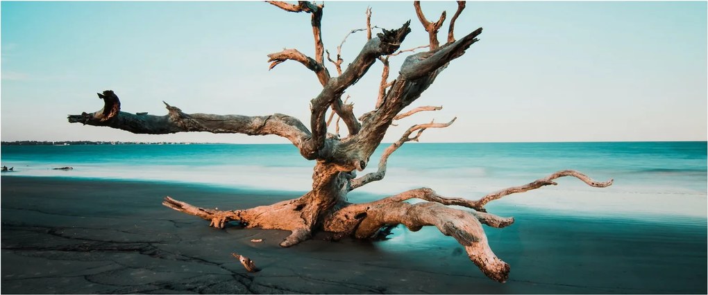 Obraz - Vyplavenie na pláži (120x50 cm)