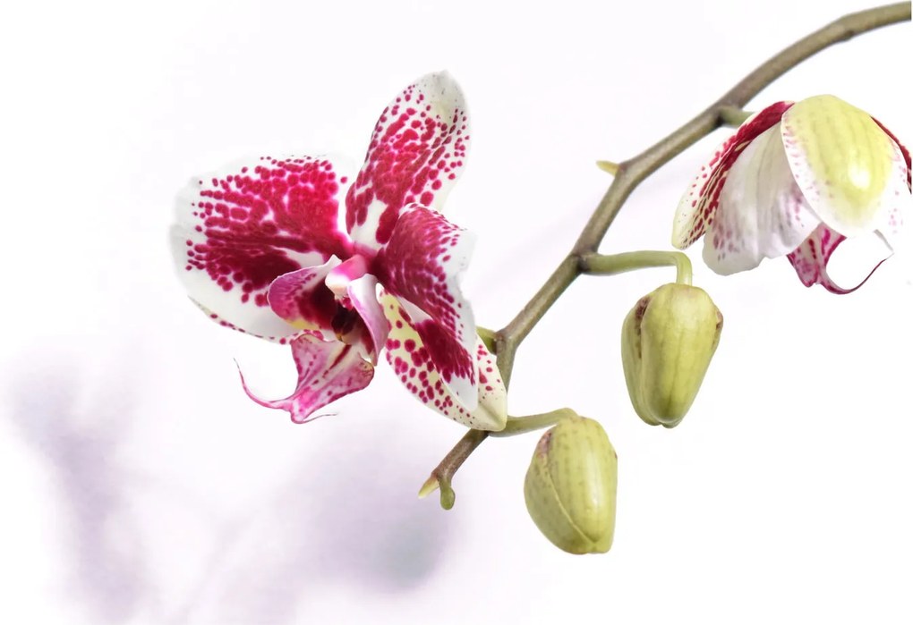 Sklenený obraz kvetu orchidey (70x50 cm)