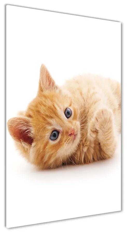Foto obraz akrylový do obývačky Malá červená mačka pl-oa-70x140-f-126034635