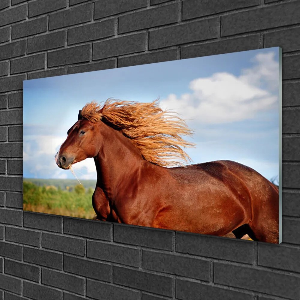 Obraz na skle Kôň zvieratá 100x50 cm