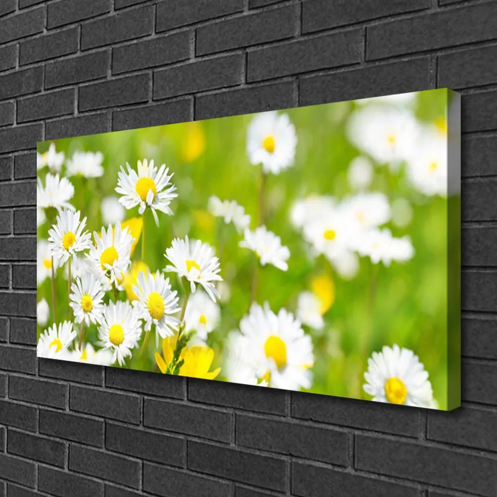 Obraz Canvas Sedmokráska kvet rastlina 140x70 cm