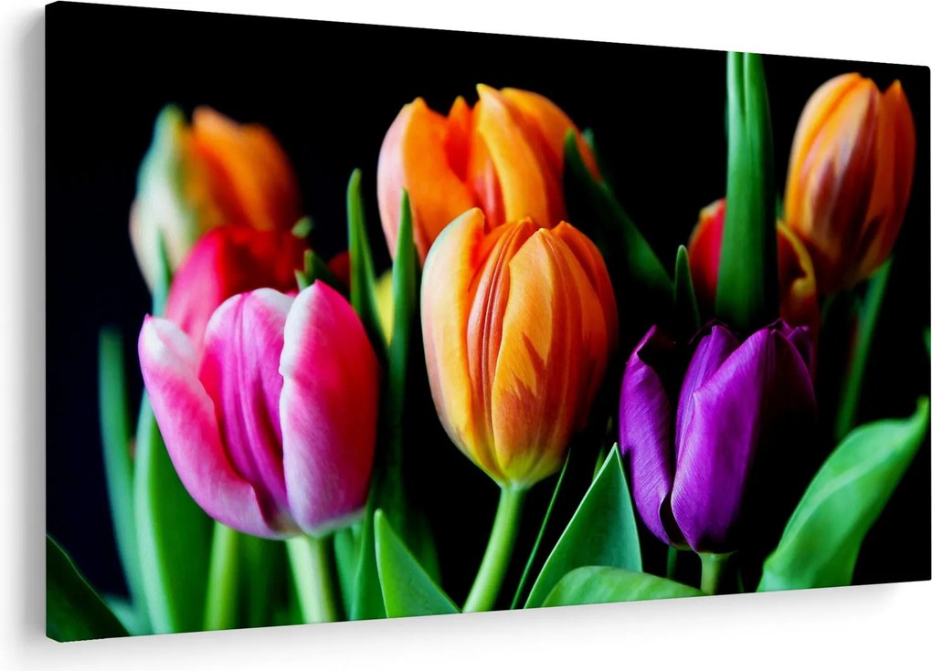 Obraz tulipánov na čiernom pozadí (90x60 cm)