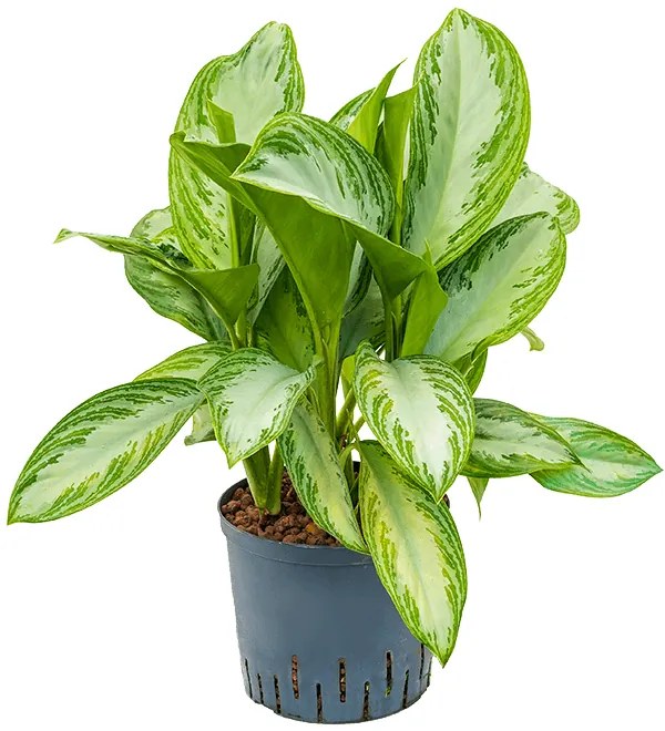 Aglaonema silver bay 5pp 22/19 v.60 cm