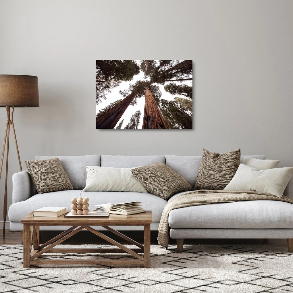 Sklenený obraz - Pohľad skrz koruny stromov (70x50 cm)