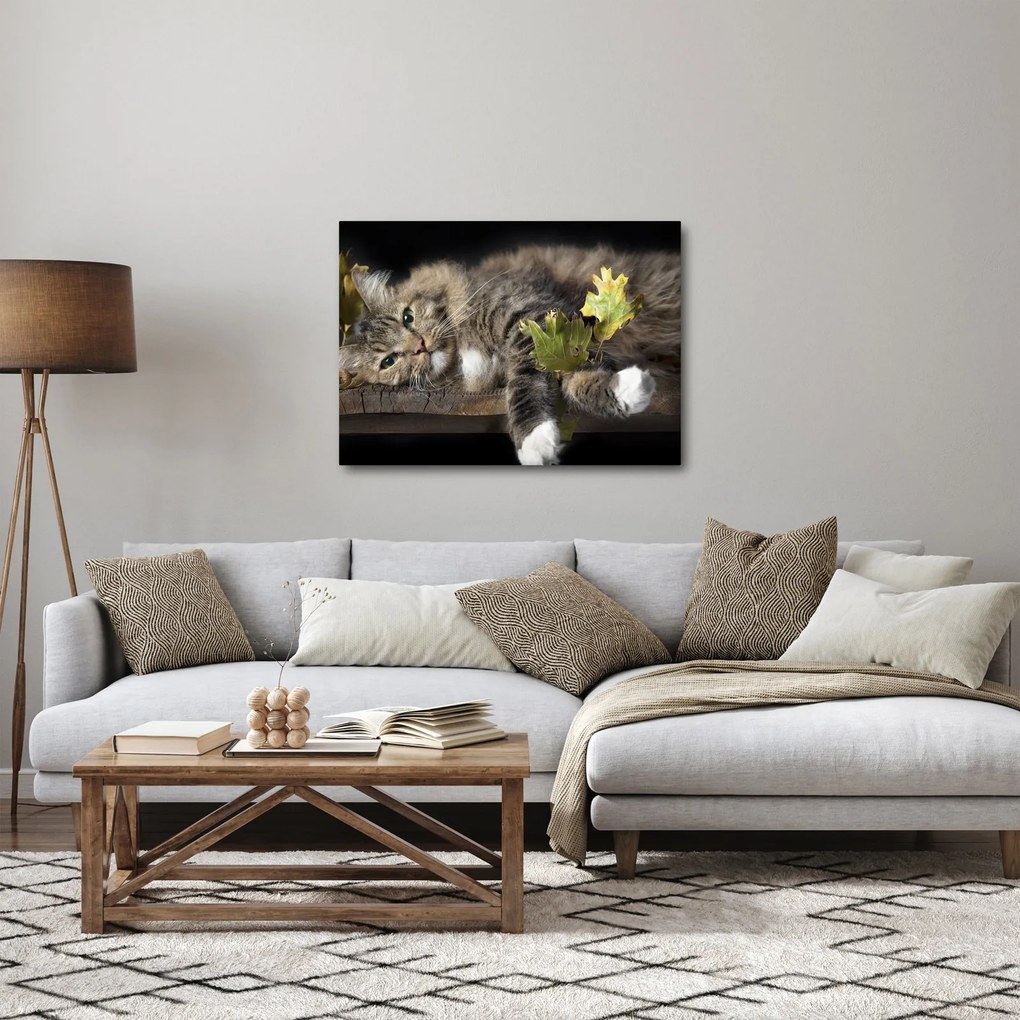 Obraz - Ležiaca mačka (70x50 cm)