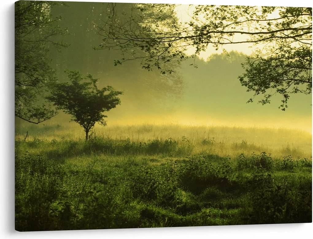 Obraz - Prebúdzajúci sa les (70x50 cm)