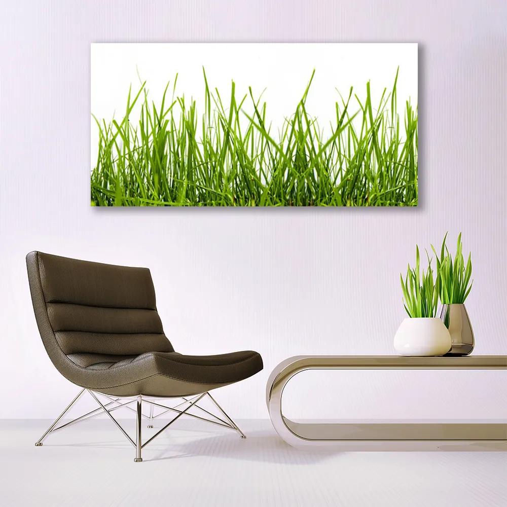 Obraz plexi Tráva príroda rastlina 120x60 cm