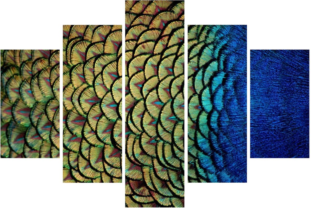 Obraz - Pávie perie (150x105 cm)