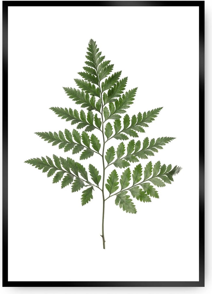 Plagát Fern Green