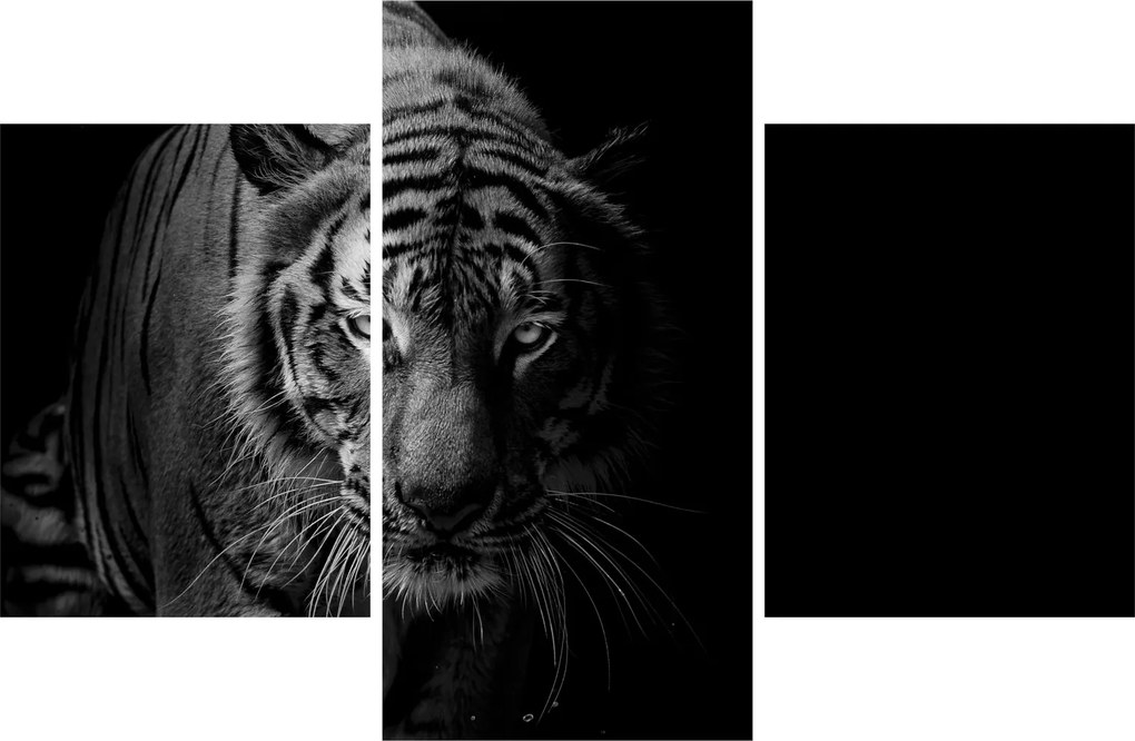 Obraz divokého tigra (90x60 cm)