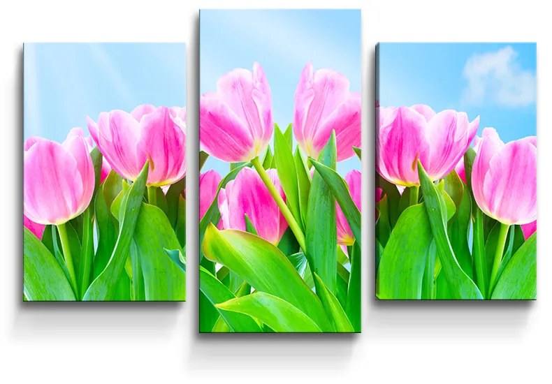 Sablio Obraz - 3-dílný Ružové tulipány - 75x50 cm