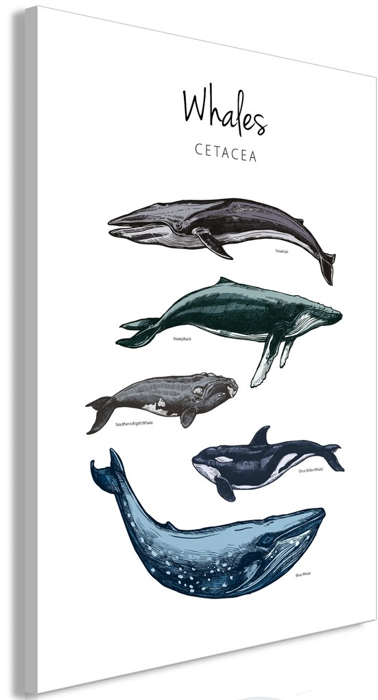 Artgeist Obraz - Whales (1 Part) Vertical Veľkosť: 20x30, Verzia: Na talianskom plátne