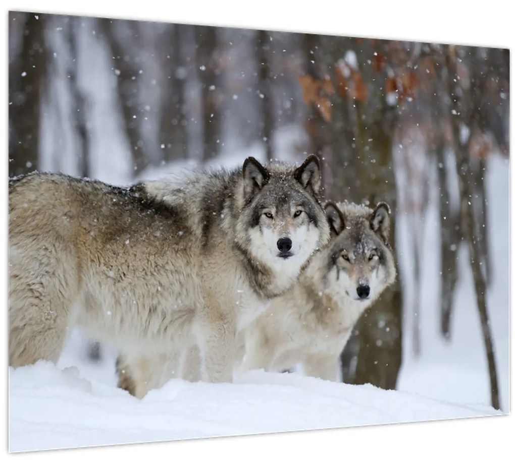 Obraz - Vlci v zime (70x50 cm)