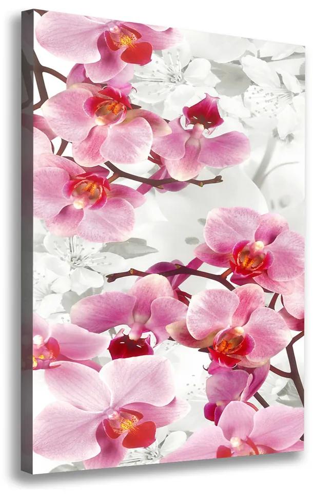 Foto obraz na plátne Ružová orchidea pl-oc-70x100-f-44684614