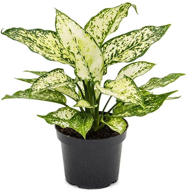 Aglaonema Kiwi 11,5x25 cm