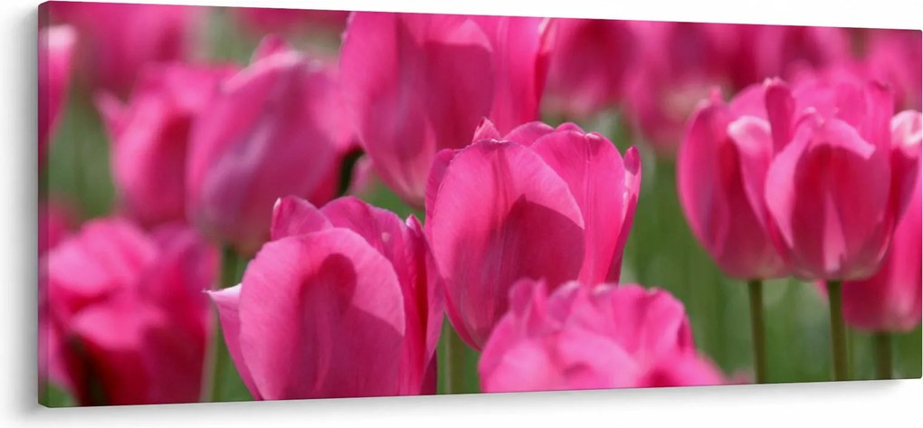 Obraz - Ružové tulipány (120x50 cm)