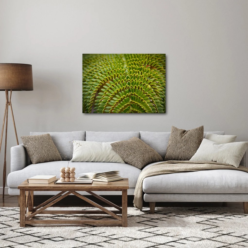 Obraz - Papraď (70x50 cm)