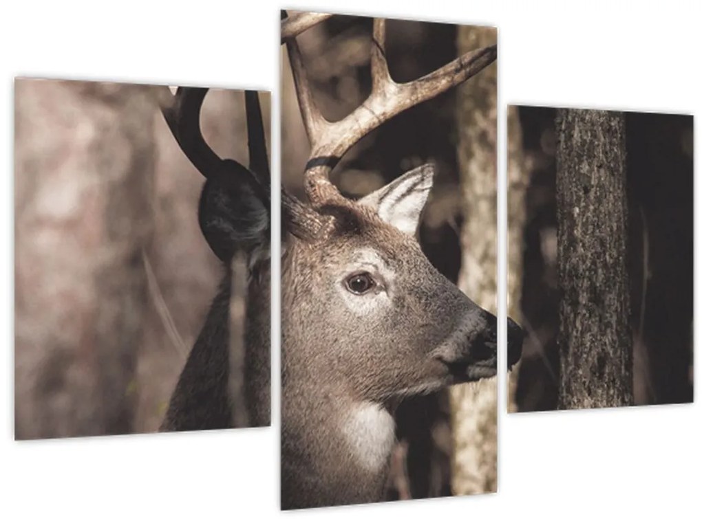 Obraz - Jeleň v lese (90x60 cm)