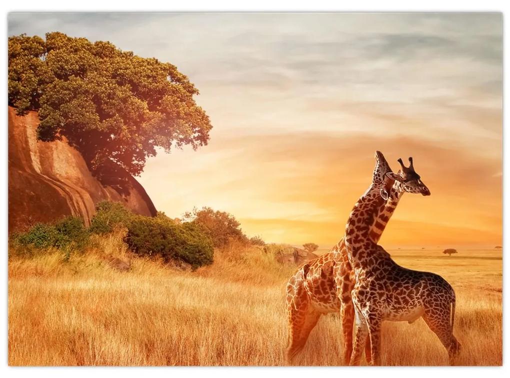 Obraz - Žirafy v Afrike (70x50 cm)