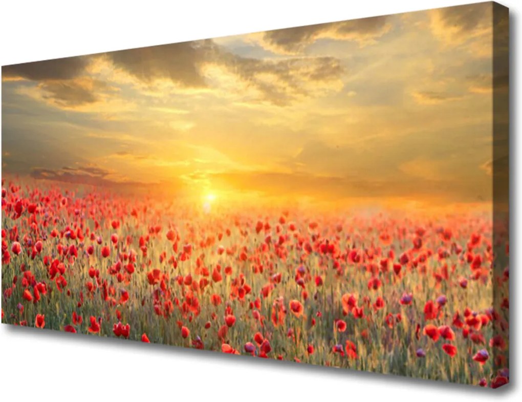 Obraz Canvas Slunce louka mák květiny