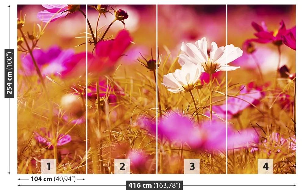 Fototapeta Vliesová Kozmos kvetina 250x104 cm