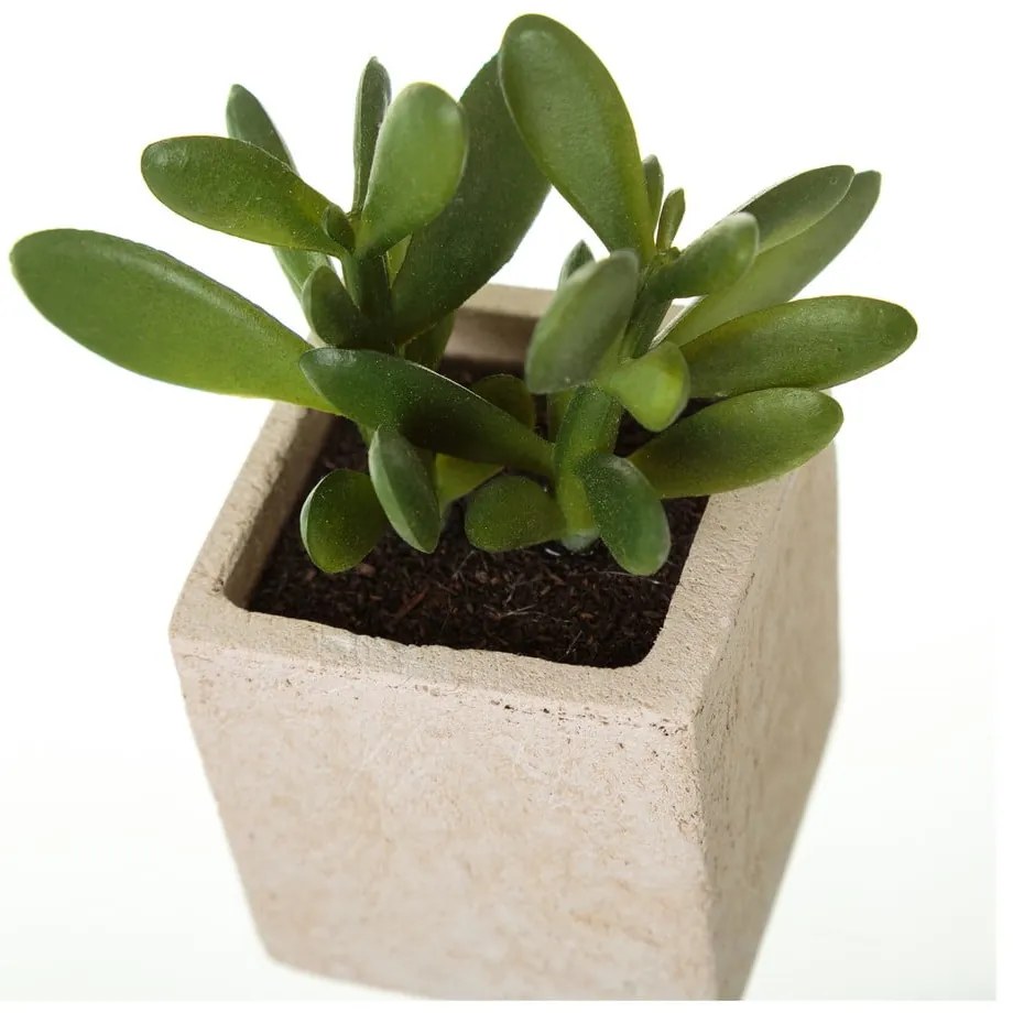 Umelé rastliny v súprave 6 ks (výška 9,5 cm) Cactus – Casa Selección