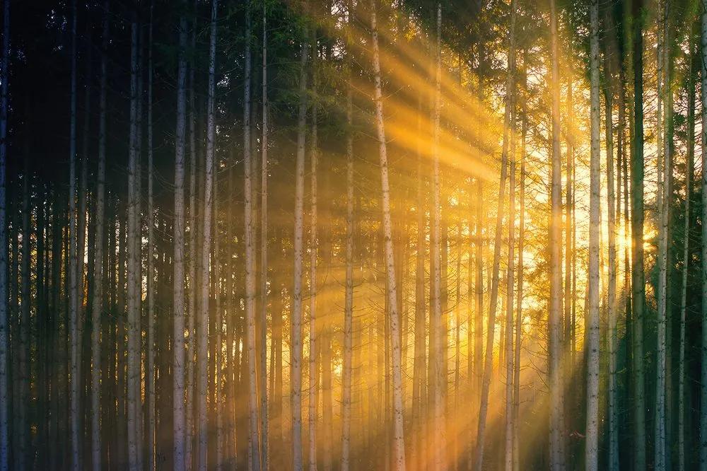 Nádherná samolepiaca fototapeta lúče slnka medzi stromami