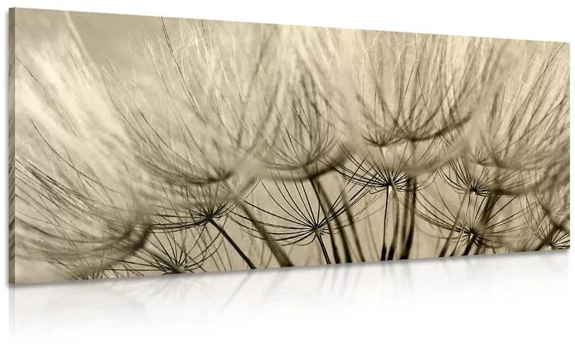 Obraz púpavové semená v sépiovom prevedení Varianta: 100x50