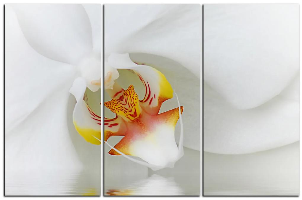Obraz na plátne - Detailný záber bielej orchidey 1223B (135x90 cm)
