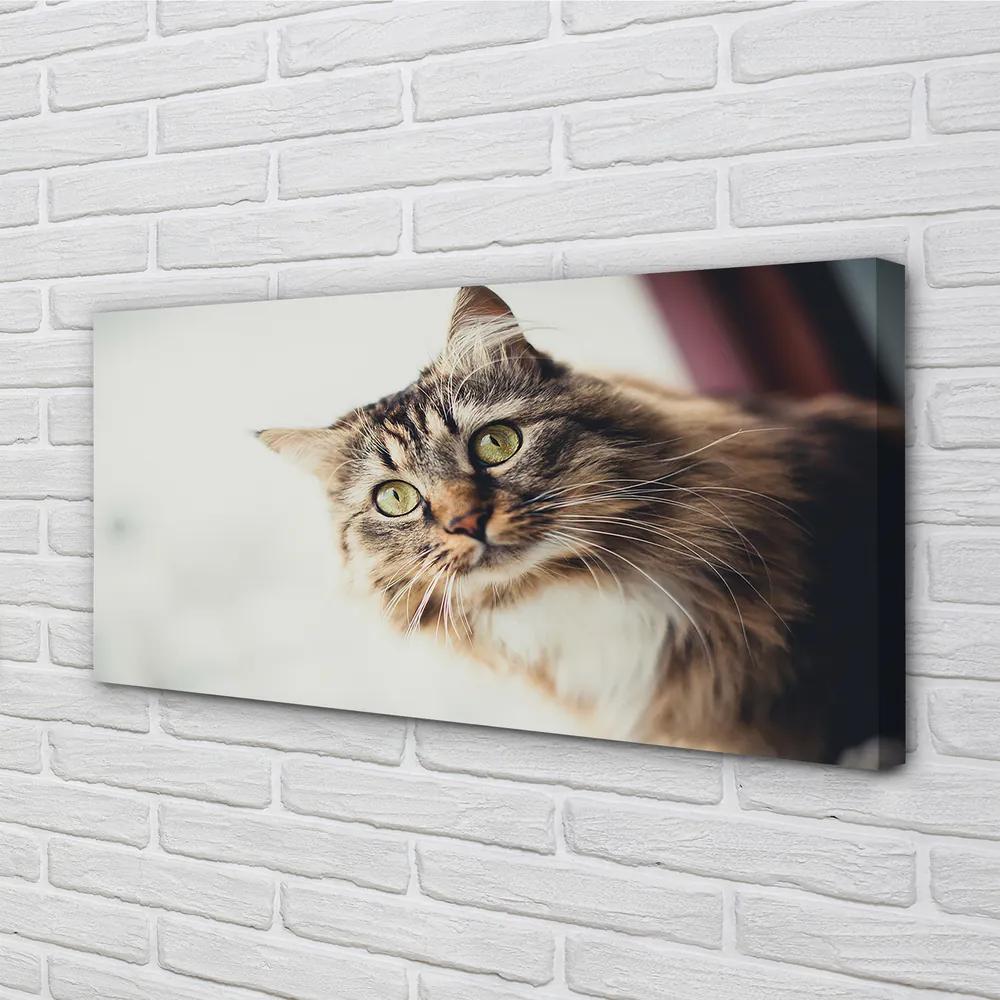 Obraz na plátne Mainská mývalia mačka 120x60 cm