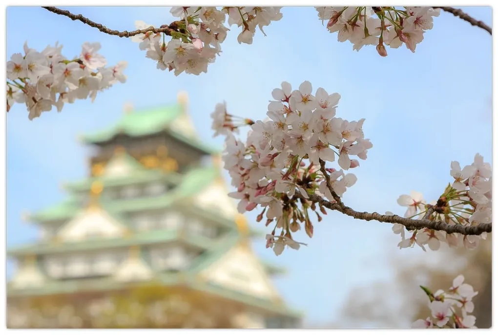 Obraz - Sakura (90x60 cm)