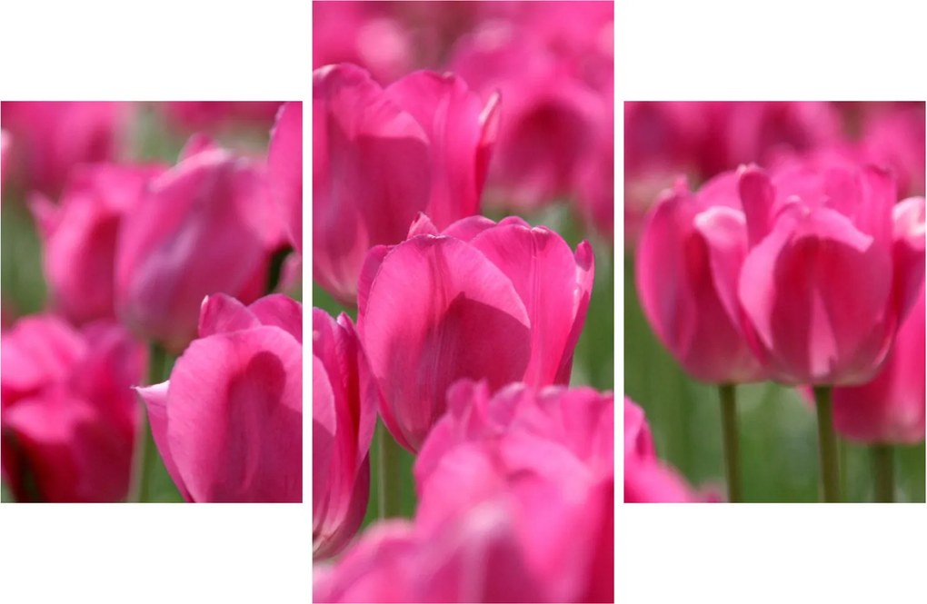 Obraz - Ružové tulipány (90x60 cm)