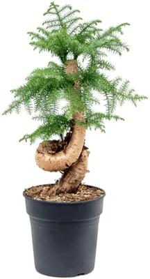 Araucaria cunninghamii bonsai 24x70 cm