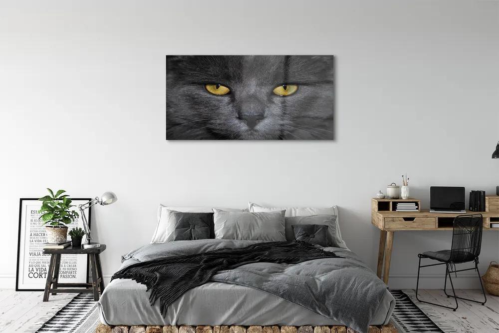 Obraz na akrylátovom skle Čierna mačka 125x50 cm