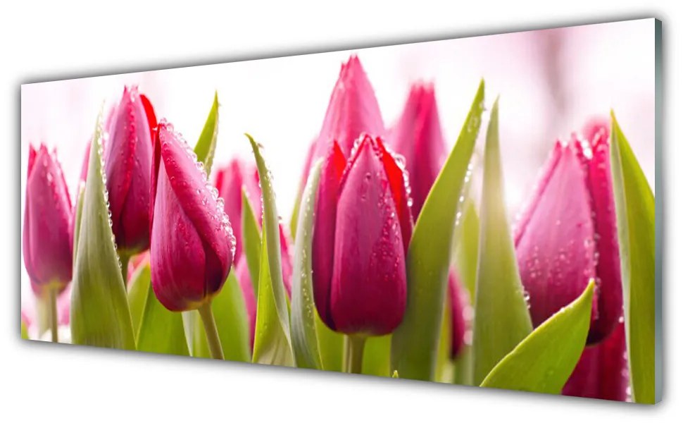 Obraz plexi Tulipány kvety rastlina 125x50 cm